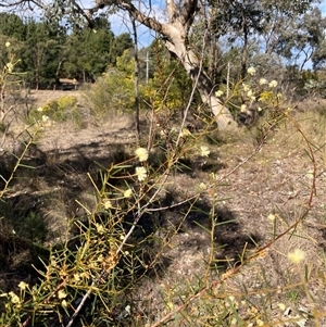 Acacia genistifolia at Isaacs, ACT - 5 Sep 2024