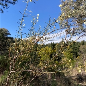 Acacia genistifolia at Isaacs, ACT - 5 Sep 2024