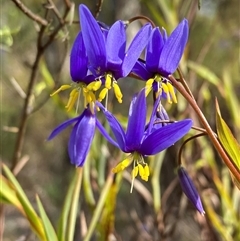 Stypandra glauca (Nodding Blue Lily) at Isaacs, ACT - 5 Sep 2024 by AnneG1