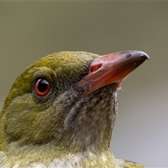 Oriolus sagittatus (Olive-backed Oriole) at Symonston, ACT - 12 Sep 2024 by rawshorty