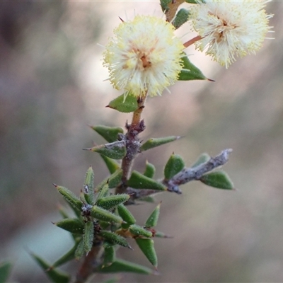 Acacia gunnii (Ploughshare Wattle) at Fadden, ACT - 5 Sep 2024 by AnneG1