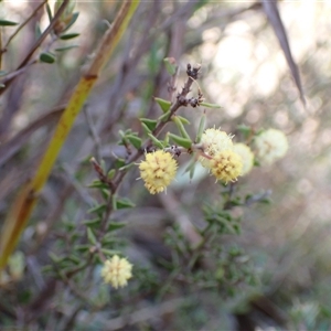 Acacia gunnii at Fadden, ACT - 5 Sep 2024