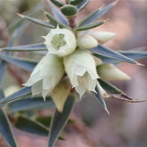 Melichrus urceolatus at Fadden, ACT - 5 Sep 2024