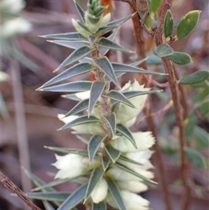 Melichrus urceolatus at Fadden, ACT - 5 Sep 2024