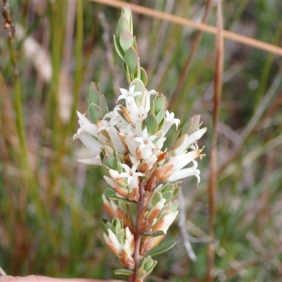 Brachyloma daphnoides (Daphne Heath) at Penrose, NSW - 8 Sep 2024 by AnneG1