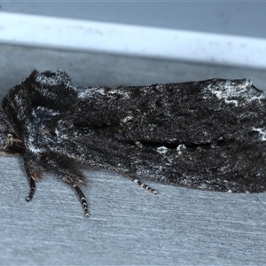 Neola semiaurata at Rosedale, NSW - 8 Sep 2024