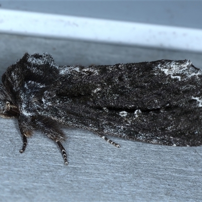 Neola semiaurata (Wattle Notodontid Moth) at Rosedale, NSW - 8 Sep 2024 by jb2602