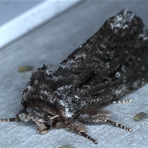 Neola semiaurata at Rosedale, NSW - 8 Sep 2024