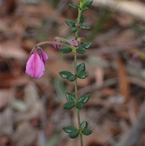 Tetratheca thymifolia at Penrose, NSW - 8 Sep 2024