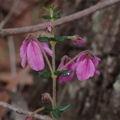 Tetratheca thymifolia at Penrose, NSW - 8 Sep 2024