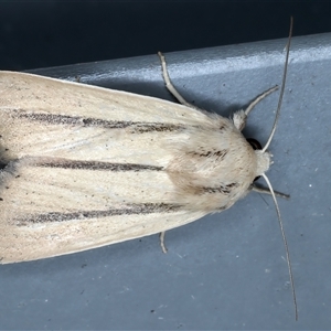 Leucania diatrecta at Rosedale, NSW - 8 Sep 2024