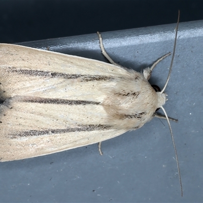 Leucania diatrecta (A Noctuid moth) at Rosedale, NSW - 8 Sep 2024 by jb2602