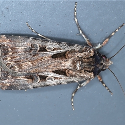 Agrotis munda (Brown Cutworm) at Rosedale, NSW - 8 Sep 2024 by jb2602