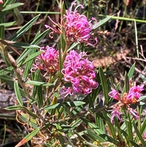 Grevillea patulifolia at Bundanoon, NSW - 8 Sep 2024