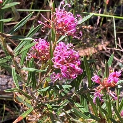 Grevillea patulifolia at Bundanoon, NSW - 8 Sep 2024 by AnneG1