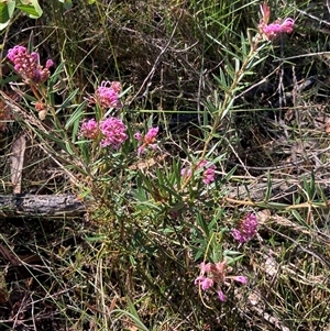 Grevillea patulifolia at Bundanoon, NSW - 8 Sep 2024