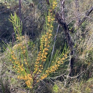 Acacia elongata at Bundanoon, NSW - 8 Sep 2024