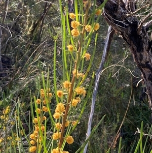 Acacia elongata at Bundanoon, NSW - 8 Sep 2024