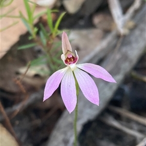 Caladenia carnea at Bundanoon, NSW - 8 Sep 2024