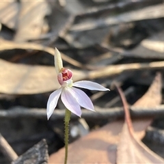 Caladenia carnea at Bundanoon, NSW - suppressed