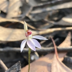 Caladenia carnea at Bundanoon, NSW - 8 Sep 2024