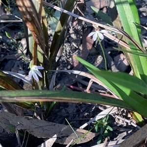 Caladenia carnea at Bundanoon, NSW - suppressed