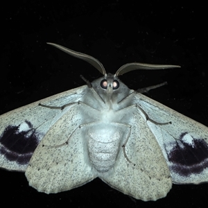 Arhodia lasiocamparia at Rosedale, NSW - 8 Sep 2024