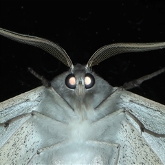 Arhodia lasiocamparia at Rosedale, NSW - 8 Sep 2024