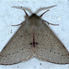 Arhodia lasiocamparia at Rosedale, NSW - 8 Sep 2024