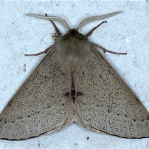 Arhodia lasiocamparia at Rosedale, NSW - 8 Sep 2024