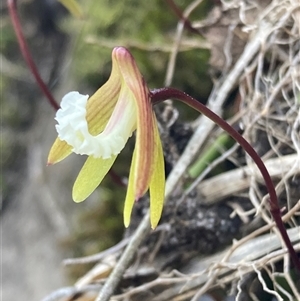 Dockrillia striolata at Bundanoon, NSW - 8 Sep 2024