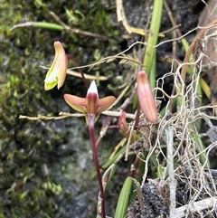 Dockrillia striolata at Bundanoon, NSW - suppressed