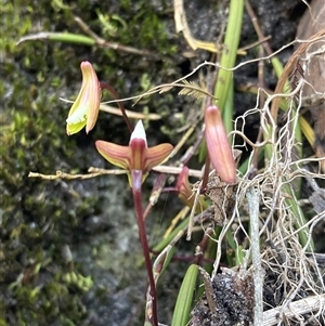 Dockrillia striolata at Bundanoon, NSW - 8 Sep 2024