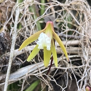 Dockrillia striolata at Bundanoon, NSW - suppressed