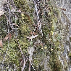 Dockrillia striolata at Bundanoon, NSW - suppressed