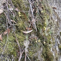 Dockrillia striolata at Bundanoon, NSW - 8 Sep 2024