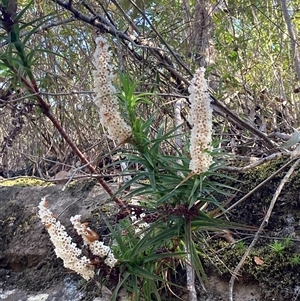 Dracophyllum secundum at Bundanoon, NSW - 8 Sep 2024