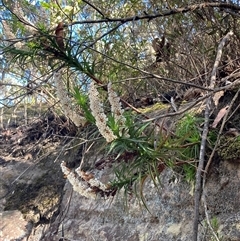 Dracophyllum secundum at Bundanoon, NSW - 8 Sep 2024