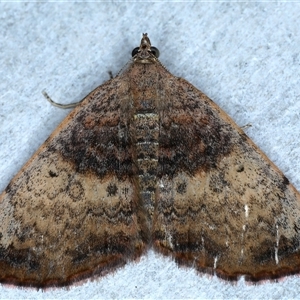 Chrysolarentia mecynata at Rosedale, NSW - 8 Sep 2024