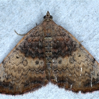 Chrysolarentia mecynata (Mecynata Carpet Moth) at Rosedale, NSW - 8 Sep 2024 by jb2602