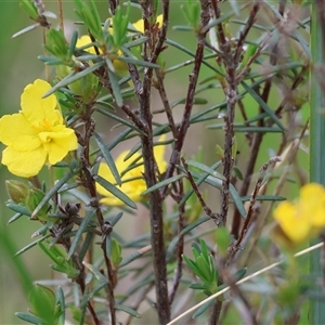 Hibbertia riparia at Glenroy, NSW - 9 Sep 2024 09:56 AM