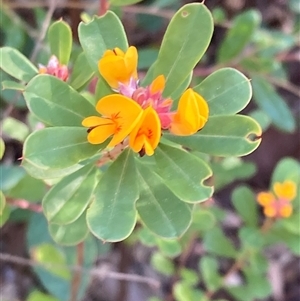 Pultenaea daphnoides at Bundanoon, NSW - 8 Sep 2024