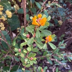 Pultenaea daphnoides at Bundanoon, NSW - 8 Sep 2024