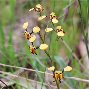 Diuris pardina at Glenroy, NSW - suppressed