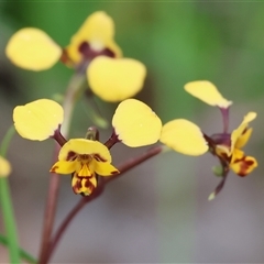 Diuris pardina at Glenroy, NSW - 9 Sep 2024