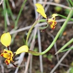 Diuris pardina at Glenroy, NSW - suppressed