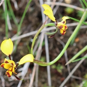 Diuris pardina at Glenroy, NSW - suppressed