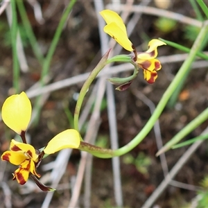 Diuris pardina at Glenroy, NSW - 9 Sep 2024