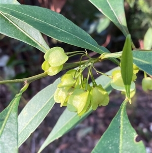 Dodonaea triquetra at Bundanoon, NSW - 8 Sep 2024