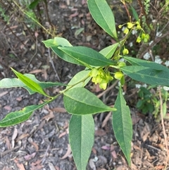 Dodonaea triquetra at Bundanoon, NSW - 8 Sep 2024